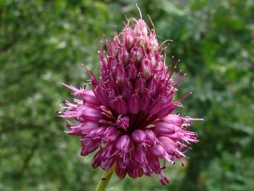 Fotografia da espécie Allium sphaerocephalon