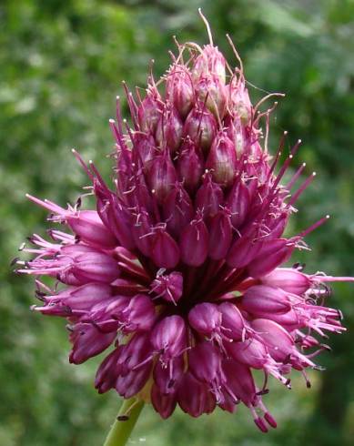 Fotografia de capa Allium sphaerocephalon - do Jardim Botânico