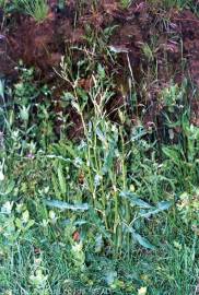 Fotografia da espécie Rumex conglomeratus