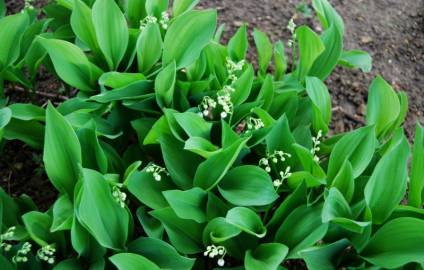 Fotografia da espécie Convallaria majalis