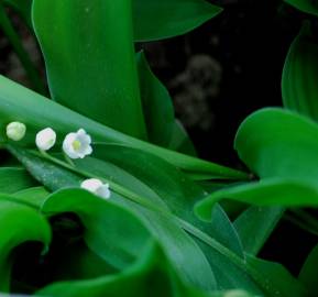 Fotografia da espécie Convallaria majalis