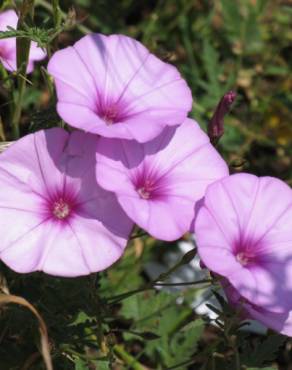 Fotografia 1 da espécie Convolvulus althaeoides no Jardim Botânico UTAD