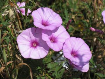 Fotografia da espécie Convolvulus althaeoides