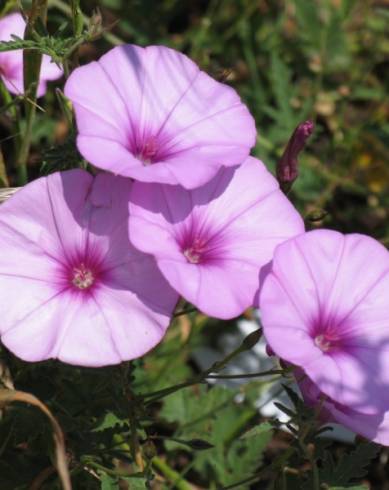 Fotografia de capa Convolvulus althaeoides - do Jardim Botânico