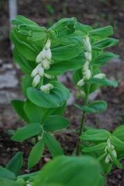 Fotografia da espécie Polygonatum odoratum