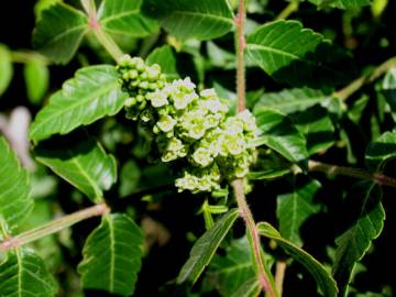 Fotografia da espécie Rhus coriaria