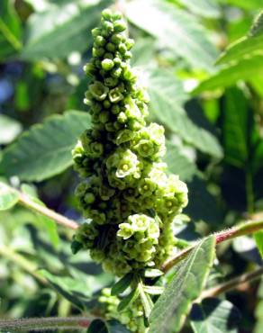 Fotografia 3 da espécie Rhus coriaria no Jardim Botânico UTAD