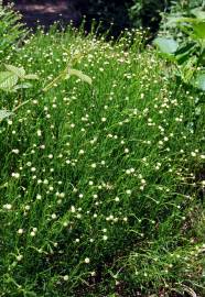 Fotografia da espécie Santolina rosmarinifolia