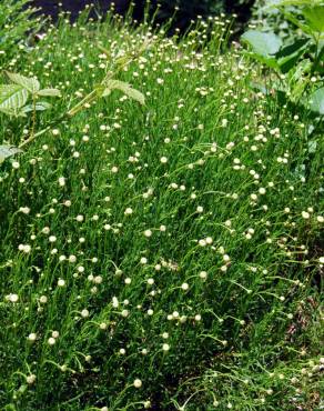 Fotografia 3 da espécie Santolina rosmarinifolia no Jardim Botânico UTAD
