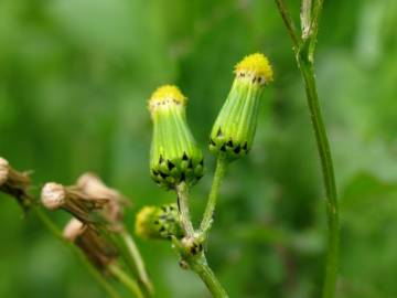 Fotografia da espécie Senecio vulgaris