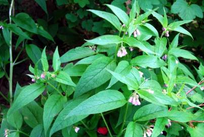 Fotografia da espécie Symphytum officinale subesp. officinale