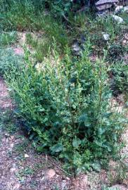 Fotografia da espécie Rumex pulcher subesp. woodsii