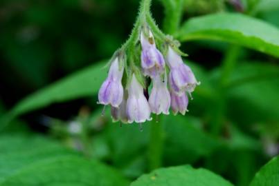 Fotografia da espécie Symphytum officinale subesp. officinale