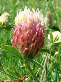 Fotografia da espécie Trifolium ochroleucon