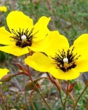 Fotografia da espécie Tuberaria globulariifolia