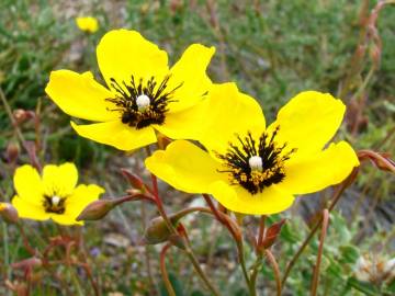 Fotografia da espécie Tuberaria globulariifolia