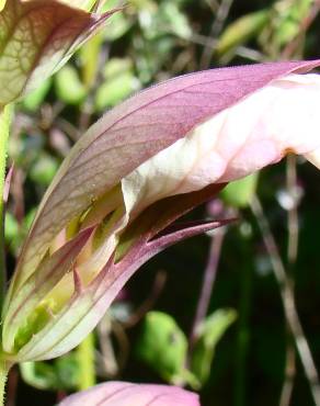 Fotografia 6 da espécie Acanthus mollis no Jardim Botânico UTAD