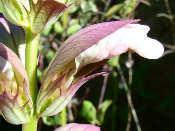 Fotografia da espécie Acanthus mollis