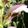 Fotografia 6 da espécie Acanthus mollis do Jardim Botânico UTAD