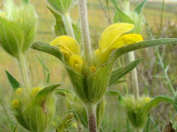 Fotografia da espécie Phlomis lychnitis