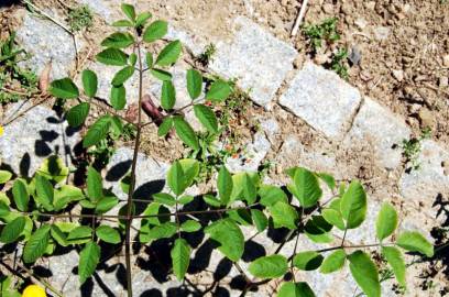 Fotografia da espécie Angelica sylvestris