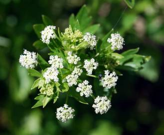 Fotografia da espécie Apium nodiflorum