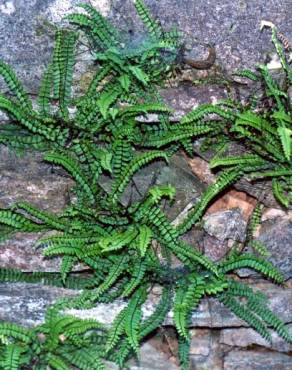 Fotografia 2 da espécie Asplenium trichomanes subesp. quadrivalens no Jardim Botânico UTAD