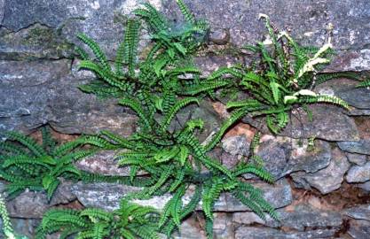 Fotografia da espécie Asplenium trichomanes subesp. quadrivalens