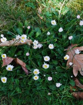 Fotografia 2 da espécie Bellis perennis no Jardim Botânico UTAD