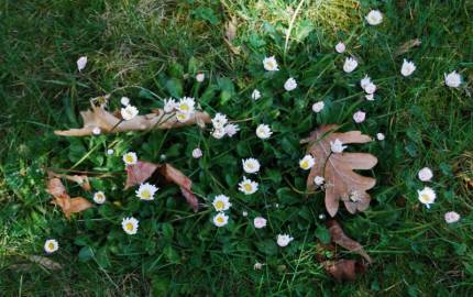 Fotografia da espécie Bellis perennis