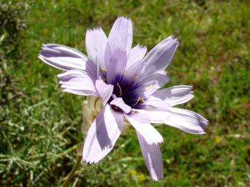 Fotografia da espécie Catananche caerulea