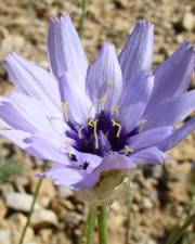 Fotografia da espécie Catananche caerulea