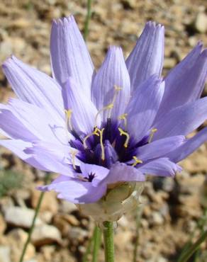 Fotografia 1 da espécie Catananche caerulea no Jardim Botânico UTAD