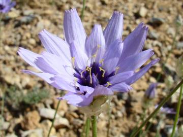 Fotografia da espécie Catananche caerulea