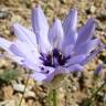 Fotografia 1 da espécie Catananche caerulea do Jardim Botânico UTAD