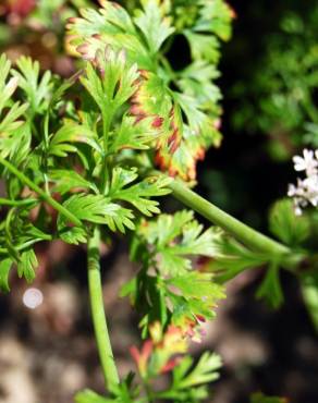 Fotografia 3 da espécie Coriandrum sativum no Jardim Botânico UTAD