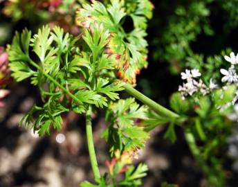 Fotografia da espécie Coriandrum sativum