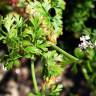 Fotografia 3 da espécie Coriandrum sativum do Jardim Botânico UTAD