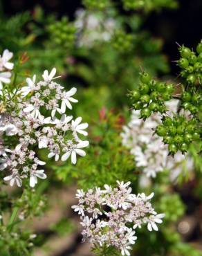 Fotografia 1 da espécie Coriandrum sativum no Jardim Botânico UTAD