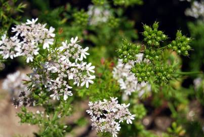 Fotografia da espécie Coriandrum sativum