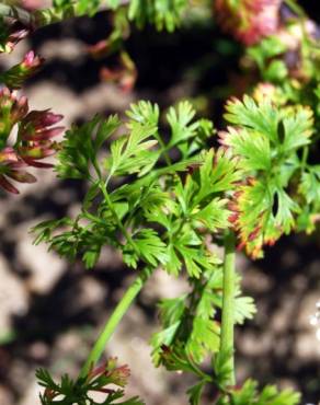 Fotografia 4 da espécie Coriandrum sativum no Jardim Botânico UTAD