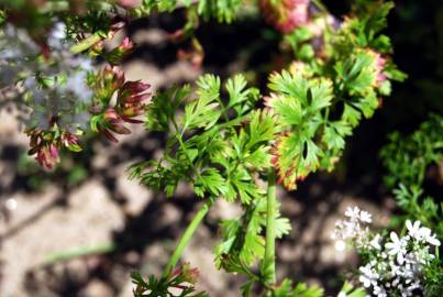 Fotografia da espécie Coriandrum sativum