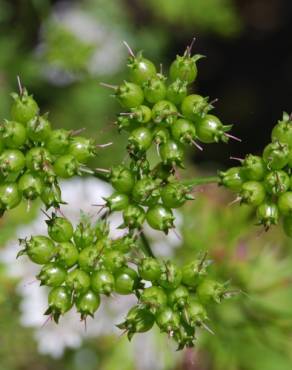 Fotografia 5 da espécie Coriandrum sativum no Jardim Botânico UTAD