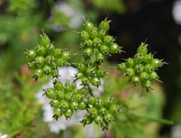 Fotografia da espécie Coriandrum sativum