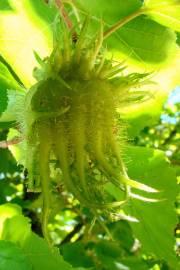 Fotografia da espécie Corylus avellana