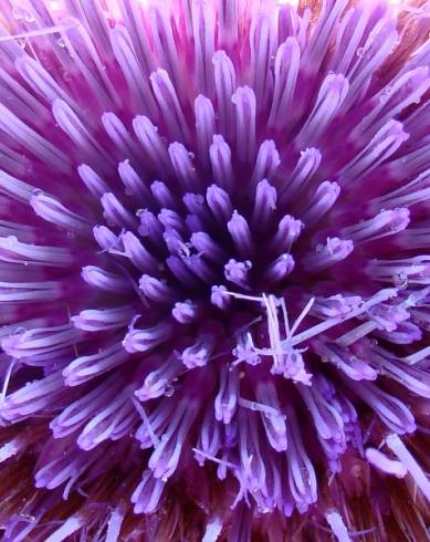 Cardo-do-coalho; Cardo-hortense // Cardoon (Cynara cardunc…