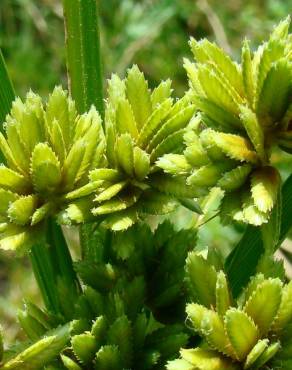 Fotografia 4 da espécie Cyperus eragrostis no Jardim Botânico UTAD