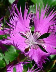 Dianthus hyssopifolius subesp. hyssopifolius