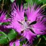 Fotografia 1 da espécie Dianthus hyssopifolius subesp. hyssopifolius do Jardim Botânico UTAD