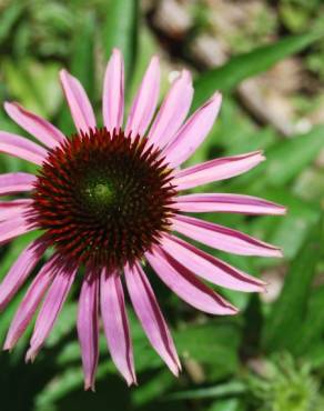 Fotografia 3 da espécie Echinacea purpurea no Jardim Botânico UTAD